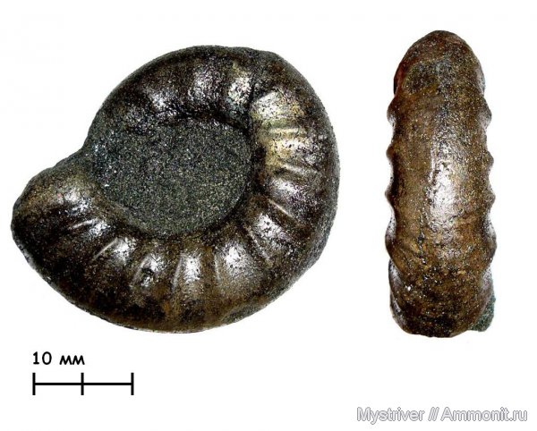 аммониты, Kachpurites, Еганово, Kachpurites fulgens, зона Epivirgatites nikitini, Ammonites, РГОК, Volgian