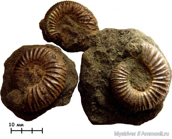 аммониты, Еганово, Epivirgatites, Epivirgatites bipliciformis, зона Epivirgatites nikitini, Ammonites, РГОК