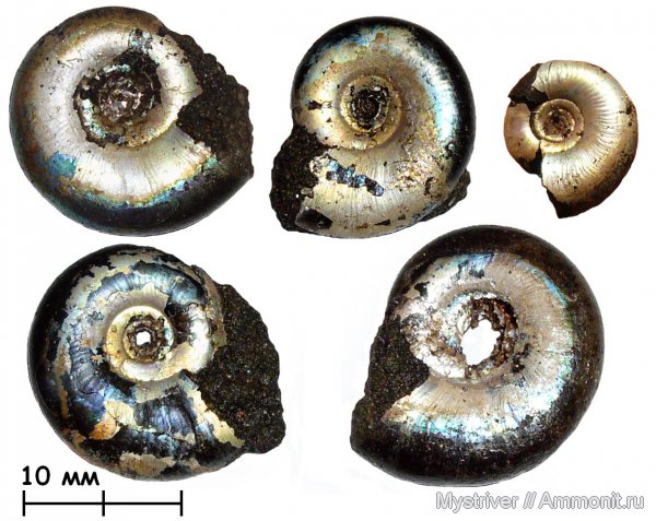 аммониты, Kachpurites, Kachpurites fulgens, Филевский парк, Ammonites, зона Kachpurites fulgens, Volgian