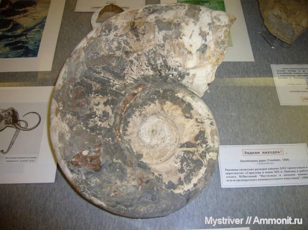 наутилоидеи, Domatoceras, ГГМ РАН, Domatoceras gigas