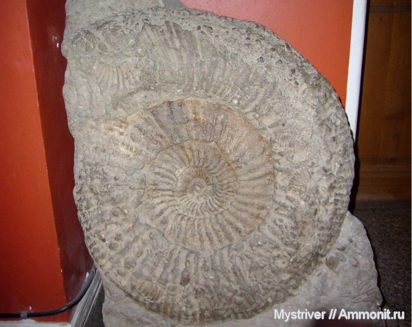 аммониты, музеи, Ульяновская область, Lomonossovella, Lomonossovella lomonossovi, Ammonites, ГГМ РАН
