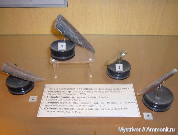 белемниты, Cylindroteuthis, Pachyteuthis, ГГМ РАН, belemnites