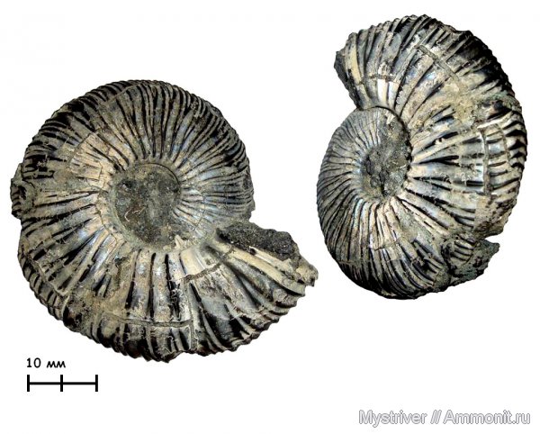 аммониты, Virgatites, Еганово, Virgatites virgatus, Ammonites, зона Virgatites virgatus, Virgatitidae