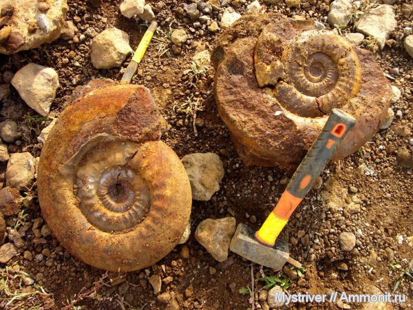 аммониты, келловей, Indosphinctes, Никитино, Ammonites, Callovian, Middle Jurassic