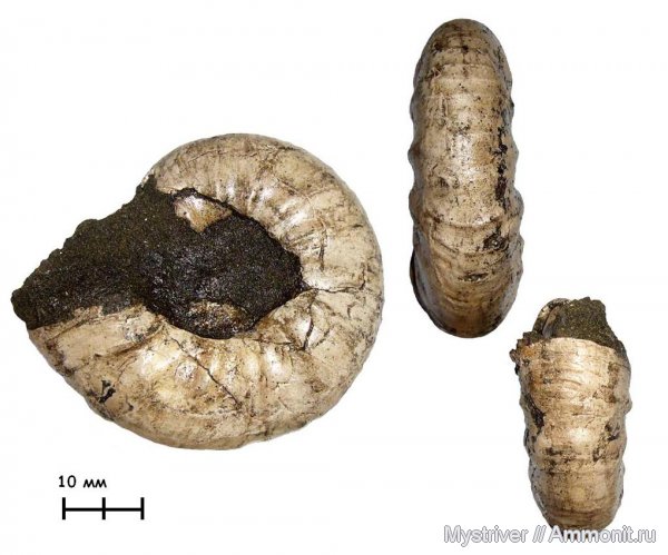 аммониты, Kachpurites, Мневники, Kachpurites fulgens, устье, Ammonites, Карамышевская набережная
