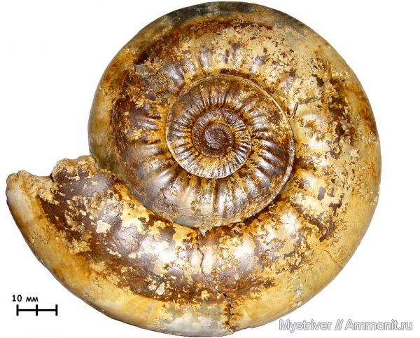аммониты, келловей, Indosphinctes, Никитино, Ammonites, Callovian, Middle Jurassic
