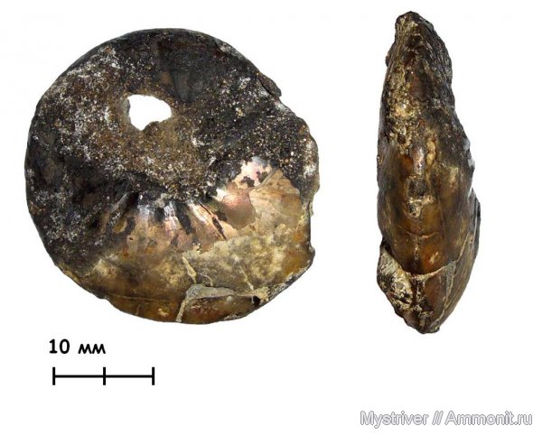 аммониты, мел, Никитино, Menjaites, валанжин, Ammonites, Valanginian, Cretaceous