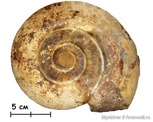 аммониты, келловей, Indosphinctes mutatus, Indosphinctes, Никитино, Perisphinctidae, Ammonites, Callovian, Middle Jurassic