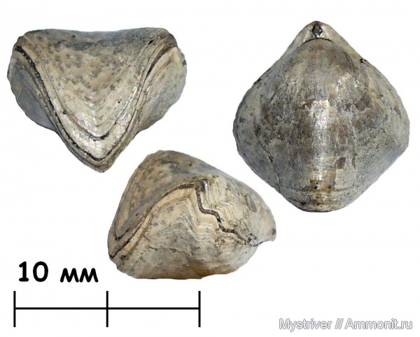 брахиоподы, юра, Мневники, Rhynchonella, Rhynchonella loxiae, Jurassic