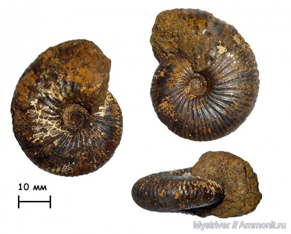аммониты, келловей, Cadoceras, Исады, Ammonites, Callovian, Middle Jurassic