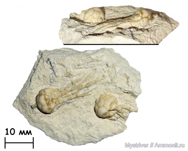 морские лилии, иглокожие, карбон, Домодедово, криноидеи