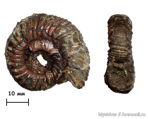 аммониты, юра, Михайлов, оксфорд, Perisphinctes, Ammonites, Properisphinctes
