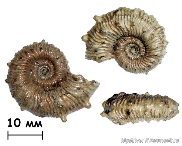 аммониты, юра, Kosmoceras, келловей, Дубки, Kosmoceratidae, Ammonites, Kosmoceras spinosum, Callovian, Jurassic, Middle Jurassic
