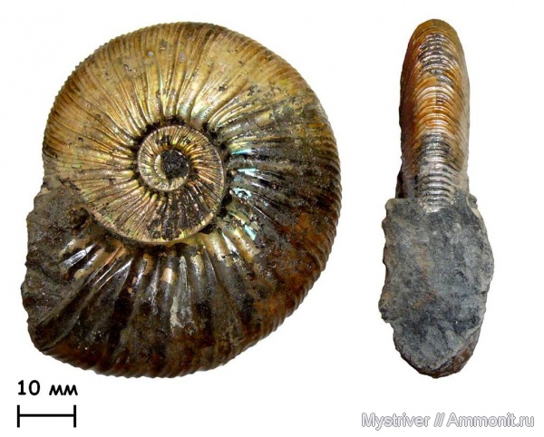 аммониты, Virgatites, Virgatites gerassimovi, волжский век, Ammonites, зона Virgatites virgatus, МДЭБЦ, МГСЮН, Volgian