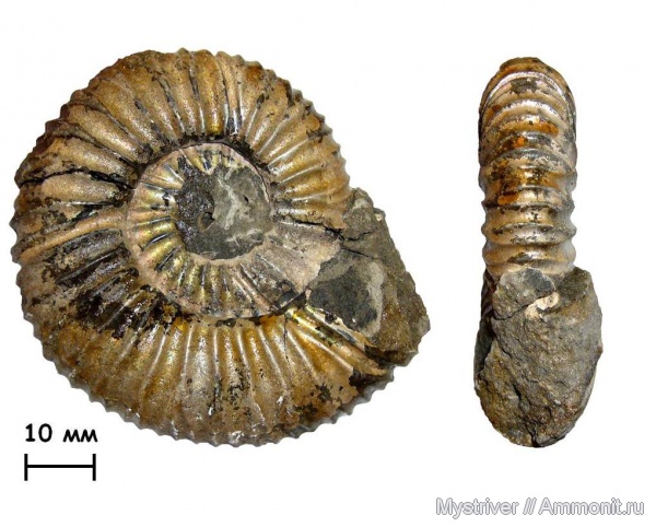 аммониты, Virgatites, Virgatites pallasianus, волжский век, Ammonites, зона Virgatites virgatus, МДЭБЦ, МГСЮН, Volgian