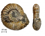 Аммонит Virgatites pallasianus