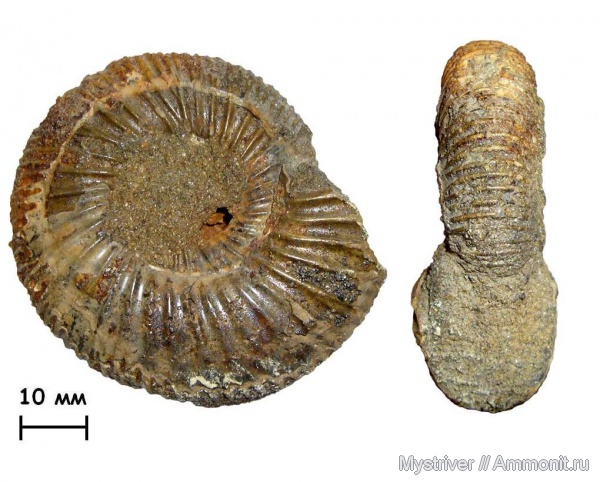 аммониты, Epivirgatites, Epivirgatites lahuseni, зона Epivirgatites nikitini, волжский век, Ammonites, МДЭБЦ, МГСЮН, Volgian