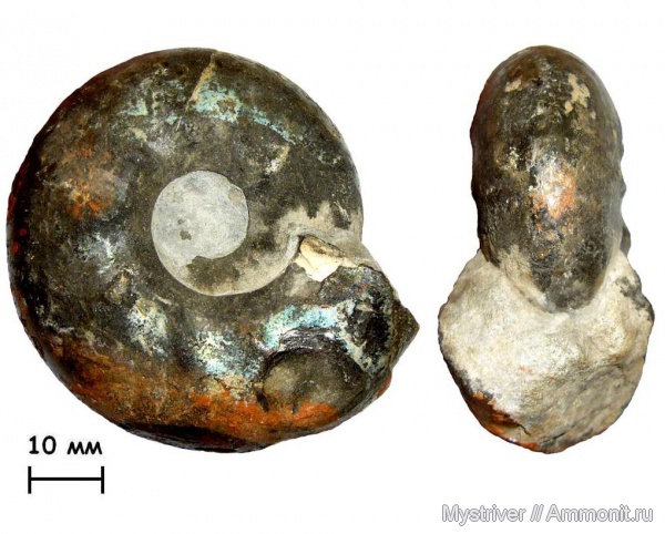 аммониты, Craspedites, волжский век, Ammonites, Craspedites parakaschpuricus, МДЭБЦ, МГСЮН, зона Craspedites nodiger, Volgian аммониты, Craspedites, волжский век, Ammonites, Craspedites parakaschpuricus, МДЭБЦ, МГСЮН, зона Craspedites nodiger, Volgian