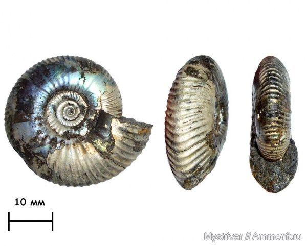 аммониты, Еганово, Craspedites, Ammonites, Craspedites subditus, зона Craspedites subditus, РГОК