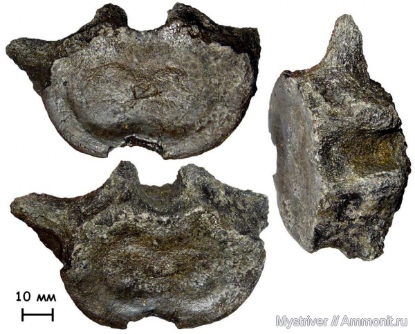 рептилии, юра, плезиозавры, Еганово, позвонки, волжский век, РГОК, Volgian, Jurassic
