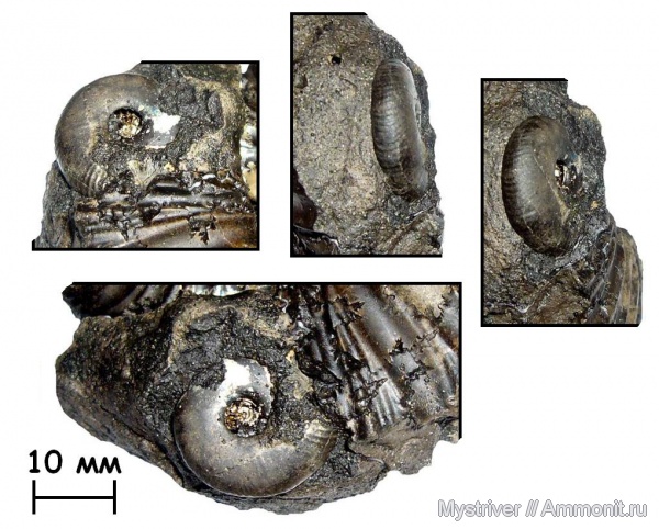аммониты, юра, Еганово, Craspedites, Craspedites ivanovi, Ammonites, зона Virgatites virgatus, РГОК, Jurassic