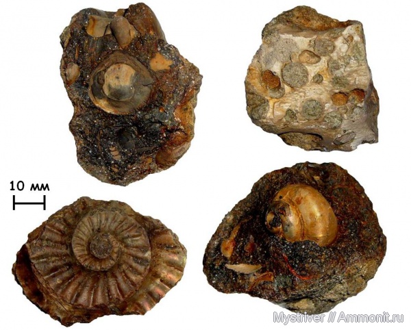 аммониты, гастроподы, мел, Фили, двустворки, окаменевшее дерево, берриас, Ammonites, Riasanites, Berriasian, Cretaceous