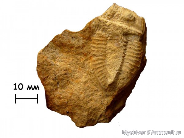 трилобиты, карбон, Русавкино