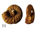 Аммонит Schloenbachia varians