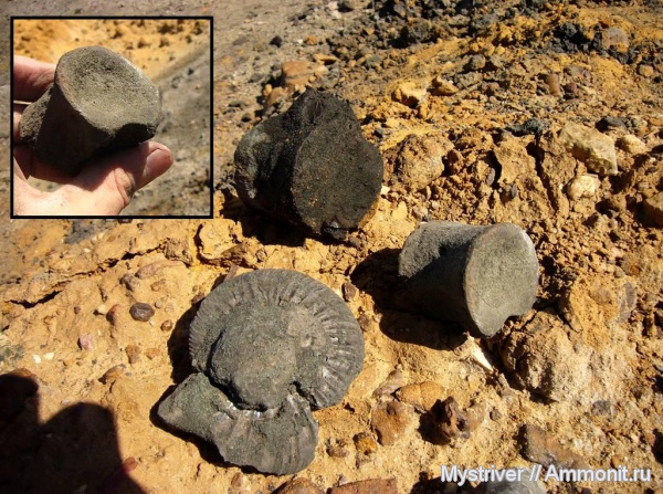 аммониты, рептилии, юра, Virgatites, плезиозавры, Еганово, Ammonites, зона Virgatites virgatus, РГОК, Jurassic