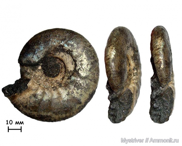 аммониты, юра, Еганово, Craspedites, волжский век, Ammonites, зона Kachpurites fulgens, РГОК, Volgian, Jurassic
