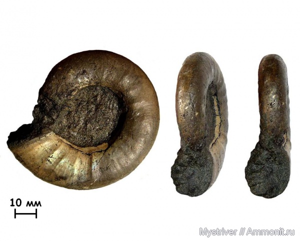 аммониты, юра, Kachpurites, Еганово, Kachpurites fulgens, волжский век, Ammonites, зона Kachpurites fulgens, РГОК, Volgian, Jurassic