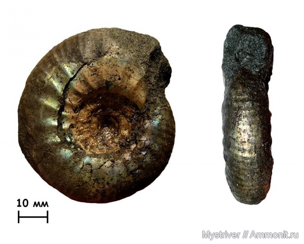 аммониты, юра, Еганово, Subcraspedites, волжский век, Ammonites, зона Kachpurites fulgens, РГОК, Volgian, Jurassic
