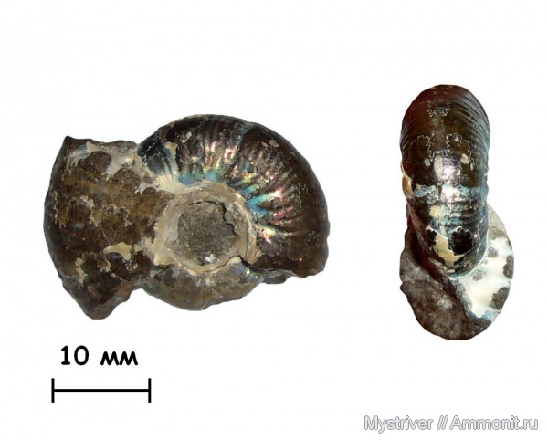 аммониты, Craspedites, Кашпир, волжский век, Ammonites, Craspedites kaschpuricus, зона Craspedites nodiger, Volgian