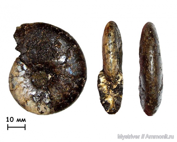 аммониты, юра, Kachpurites, волжский век, Ammonites, зона Kachpurites fulgens, Volgian, Jurassic, Kachpurites involutus