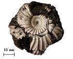 Аммонит Epivirgatites cf. lahuseni