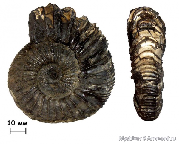 Москворечье, Zaraiskites, Zaraiskites michalskii, зона Dorsoplanites panderi, волжский век, Virgatitidae, Volgian