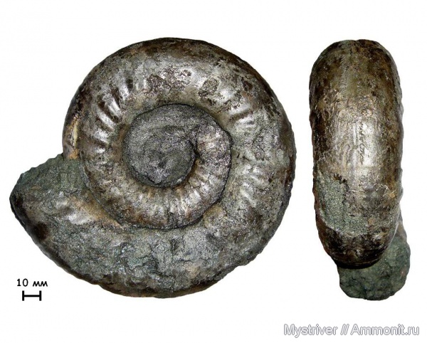 аммониты, Dorsoplanites, Еганово, Dorsoplanites serus, Ammonites, зона Virgatites virgatus, РГОК, Dorsoplanitidae