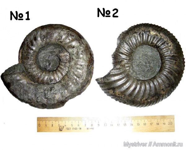 аммониты, Dorsoplanites, Еганово, Dorsoplanites serus, Ammonites, зона Virgatites virgatus, РГОК, Dorsoplanitidae