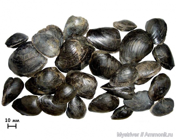 двустворки, Еганово, Gresslya, Pleuromya, зона Virgatites virgatus, РГОК, Gresslya alduini, Pleuromya egregia