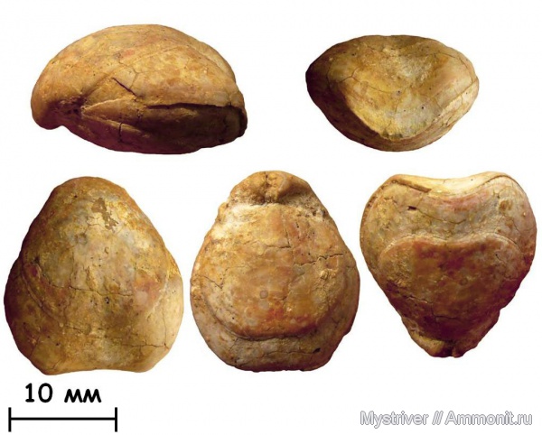 брахиоподы, карбон, Гжель, гжельский ярус, Dielasma, Terebratulida, Dielasma moelleri, Dielasmatidae