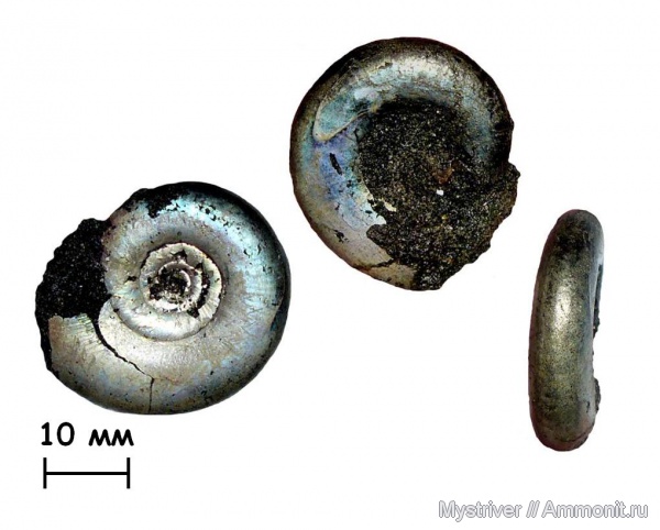 аммониты, Kachpurites, Еганово, Kachpurites fulgens, Ammonites, отпечатки мускулов, зона Kachpurites fulgens, РГОК, Volgian