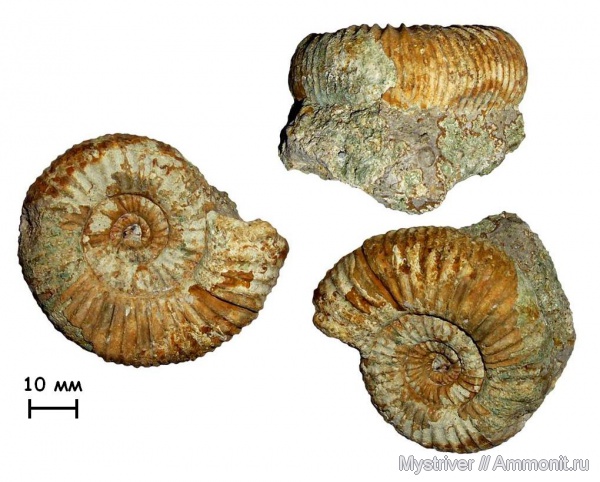 аммониты, юра, оксфорд, Perisphinctes, Ammonites, р. Йода, Kranaosphinctes, Oxfordian, Jurassic