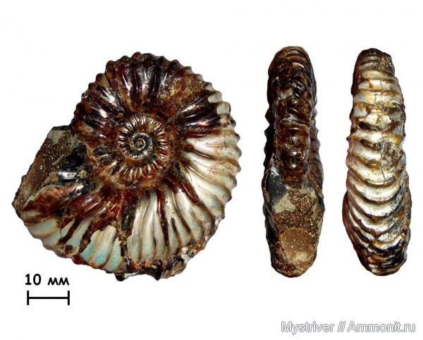 аммониты, Deshayesites, апт, Саратовская область, Ammonites, Широкий Буерак, Aptian