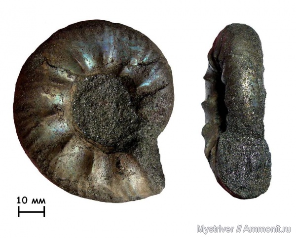 аммониты, Kachpurites, Еганово, Ammonites, зона Kachpurites fulgens, РГОК, Kachpurites tenuicostatus, Volgian