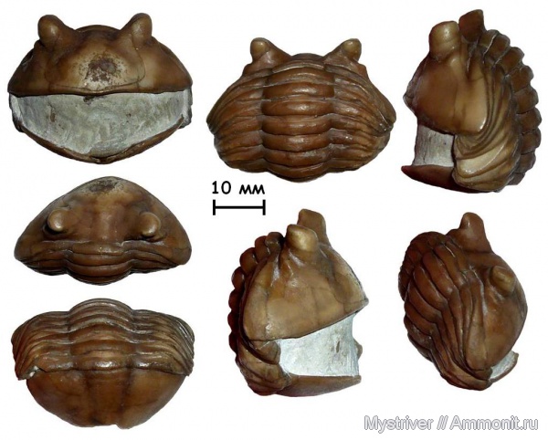 трилобиты, ордовик, р. Волхов, Asaphus, Asaphus kotlukovi, Ordovician