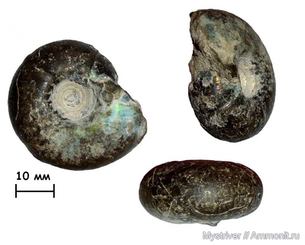 аммониты, юра, Craspedites, Кашпир, Ammonites, Craspedites kaschpuricus, зона Craspedites nodiger, Mosquites, Mosquites kaschpuricus