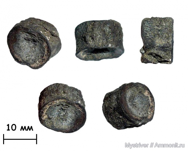 юра, рыбы, Еганово, волжский век, РГОК, Volgian, Jurassic, fish