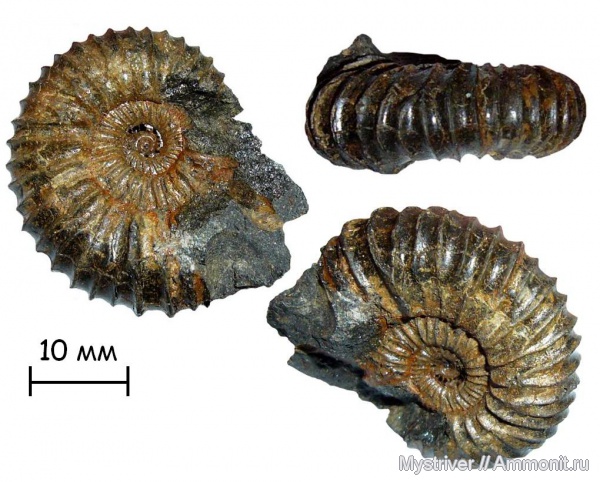 аммониты, юра, Pavlovia, р. Шмелевка, Pavlovia pavlovi, зона Dorsoplanites panderi, волжский век, Ammonites, Volgian, Jurassic
