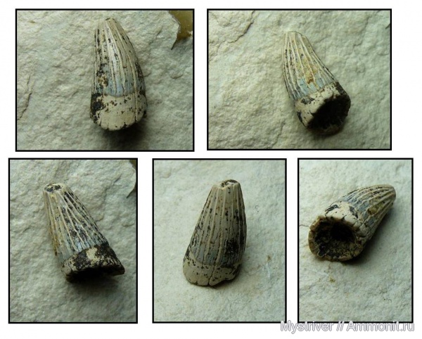 рептилии, мел, сеноман, Варавино, Cenomanian, Cretaceous