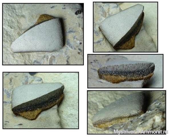 карбон, рыбы, нижний карбон, Калиновские выселки, стешевский горизонт, fish